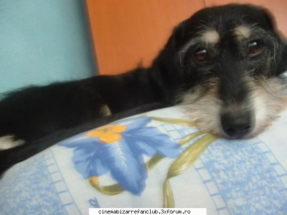 pozele favorite &nbsp; &nbsp; nasul umed&nbsp; &nbsp; ADMIN๋ �яєω *Ralu*