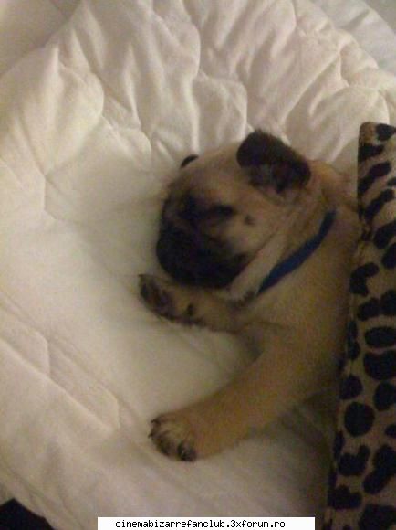 pozele favorite asta ADMIN๋ �яєω *Alice*