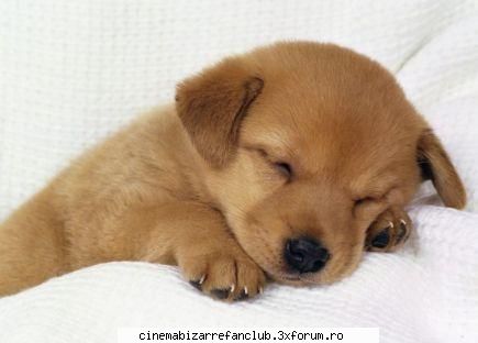 pozele favorite sweet &nbsp; &nbsp; &nbsp; ADMIN๋ �яєω *Alice*