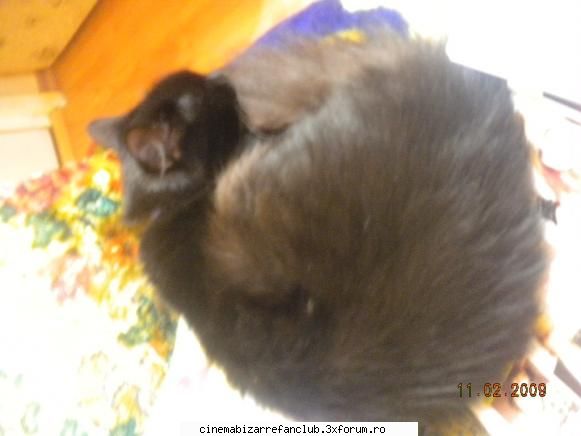 our stuff pisica pune stuff? ADMIN๋ �яєω *Bella*