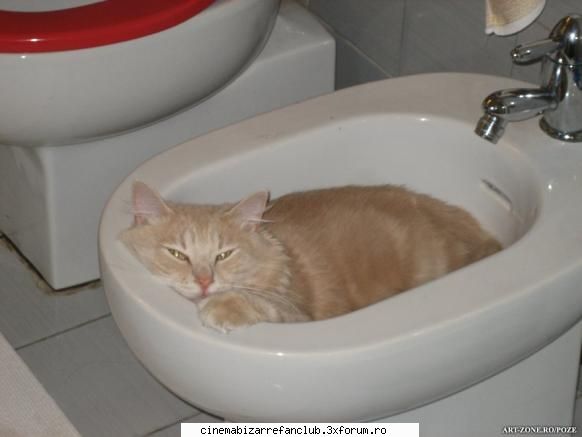intrebarea stupida pentru arata binede poza pisica care doarme chiuveta? uitati poza pisica