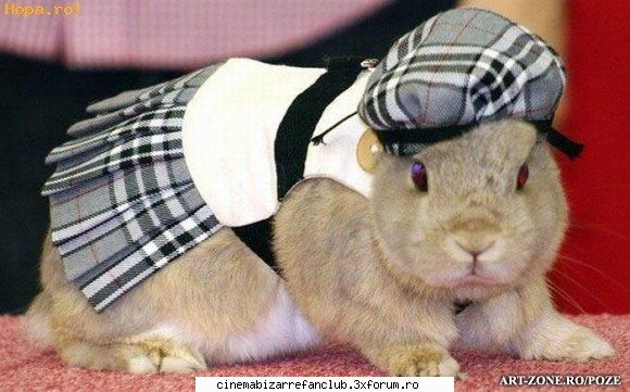 lady gaga's german discovery: cinema bizarre noi zicem strify pentru suntem romani romania citeste