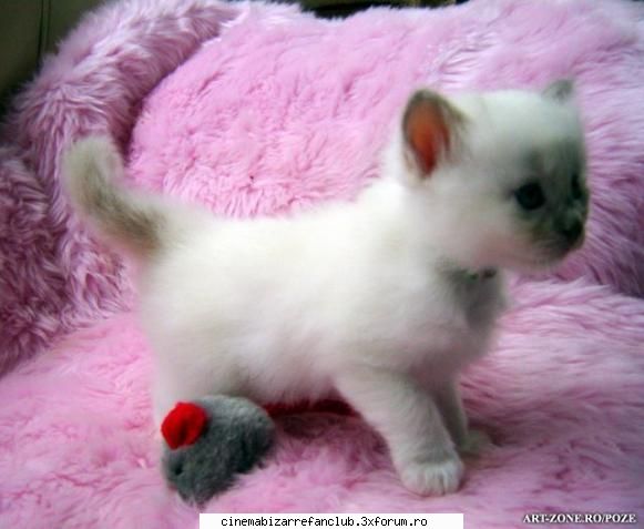 hot not? hotsi alta poza