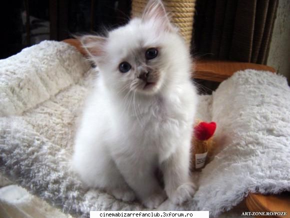 intrebarea stupida pentru stiai cand dadea pentru esti bleaga(sa credeti sunt rea pentru faptul