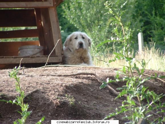 asta cutszu care strufi ADMIN๋ �яєω *Ralu*