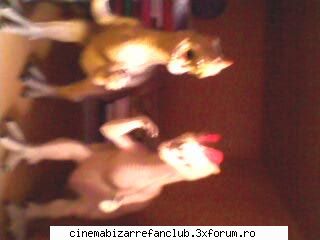 our rooms dinozaurii mei cauciuc ADMIN๋ �яєω *Bella*