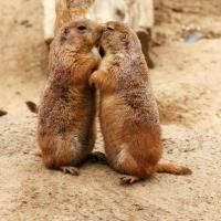 Dagostea e inselatoare - �Huм�иσid sσűℓ�� - � Fan Fiction Archive �