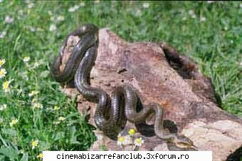 Fobii - urask paianjenii mie scarba de ei....ji mie frik - � Willkommen �