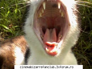 Pozele favorite - OMG!sunt socata! asta e opera mea casca motanul - � Willkommen �