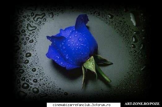 Trandafirul albastru - luv it:X:X:X abia astept continuarea :X:X - � Fan Fiction Archive �