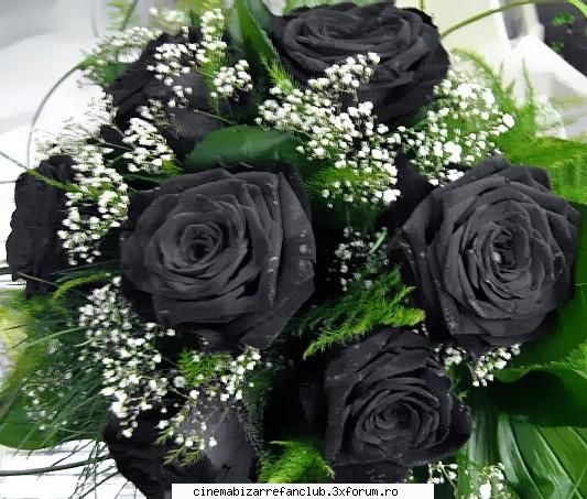 Trandafirul albastru - ((:(( viatsa :-< ufff e totusi bn k te`ai - � Fan Fiction Archive �