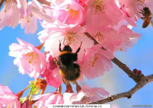 ask romeo - Mie mi se pare m-ai normal Strify - � Romeo �